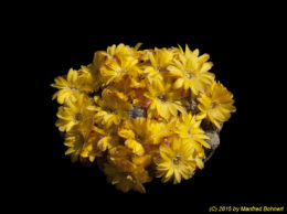 Sulcorebutia langeri 987